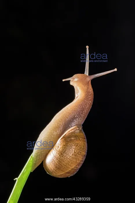 : Side view of an adult of common or garden snail (Cornu asper : Side view of an adult of common or garden snail (Cornu asper
