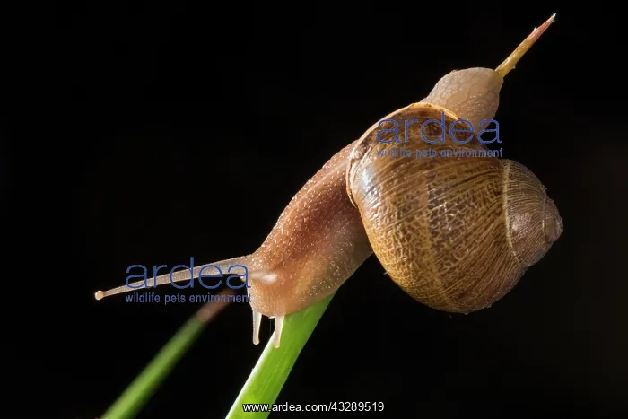 : Side view of an adult of common or garden snail (Cornu asper : Side view of an adult of common or garden snail (Cornu asper