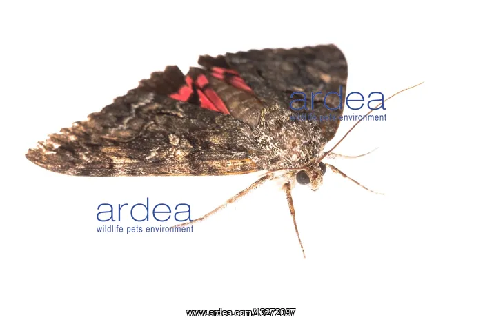 : Side view of an adult of Crimson underwing (Catocala : Side view of an adult of Crimson underwing (Catocala