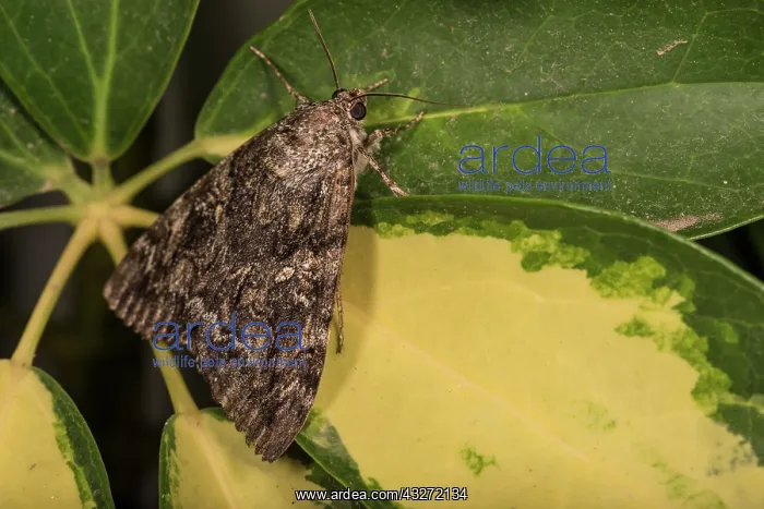  : Side view of an adult of Crimson underwing (Catocala