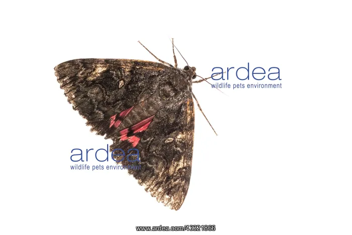 : Top view of an adult of Crimson underwing (Catocala : Top view of an adult of Crimson underwing (Catocala
