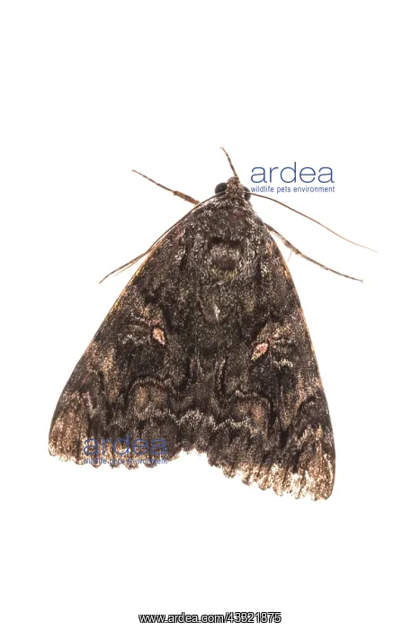 : Top view of an adult of Crimson underwing (Catocala : Top view of an adult of Crimson underwing (Catocala