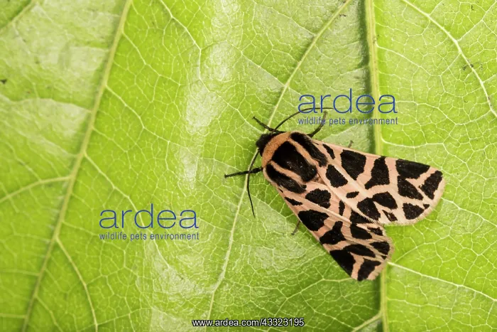 : Top view of an adult of Discrete chaperon (Cymbalophora : Top view of an adult of Discrete chaperon (Cymbalophora