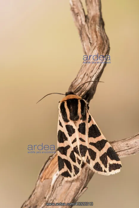  : Top view of an adult of Discrete chaperon (Cymbalophora