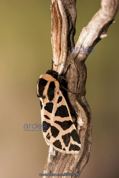 : Top view of an adult of the discrete chaperon (Cymbalophora pudica) resting on dry twig, Liguria, Italy : Top view of an adult of the discrete chaperon (Cymbalophora pudica) resting on dry twig, Liguria, Italy