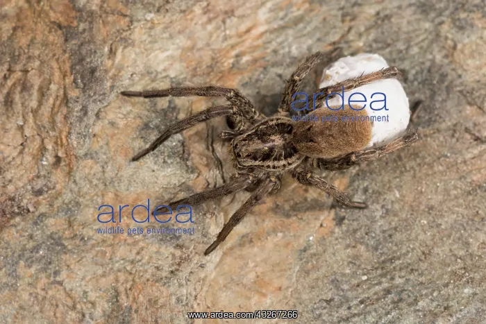 : Top view of an adult female of false tarantula (Hogna : Top view of an adult female of false tarantula (Hogna