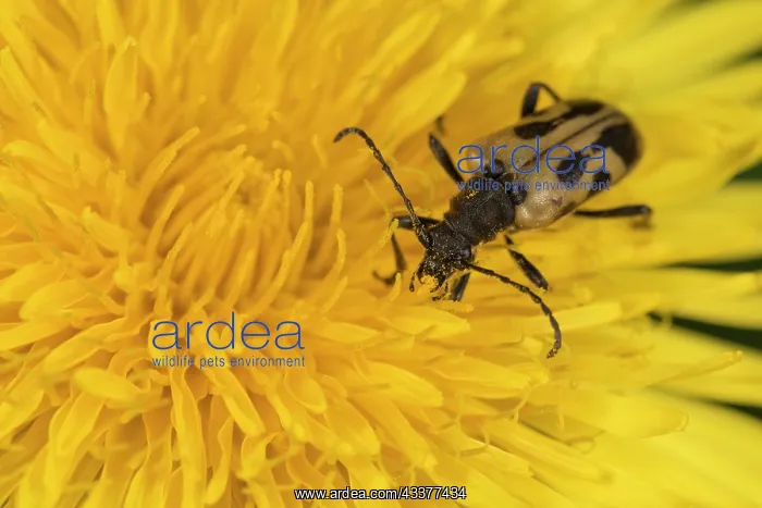 : Top view of an adult female of long horn beetle : Top view of an adult female of long horn beetle