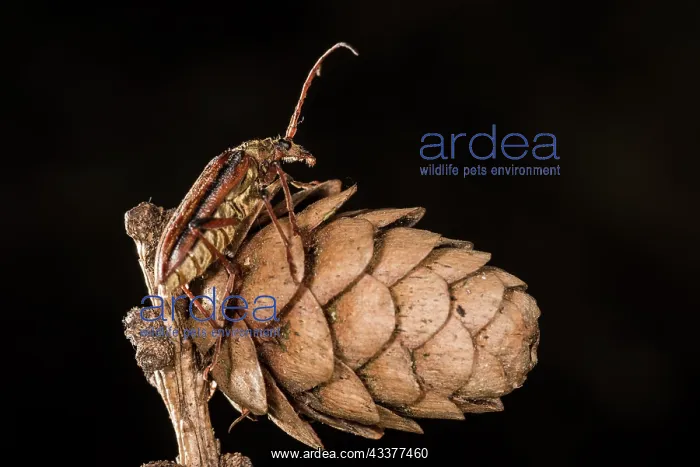: Side view of an adult female of long horn beetle : Side view of an adult female of long horn beetle