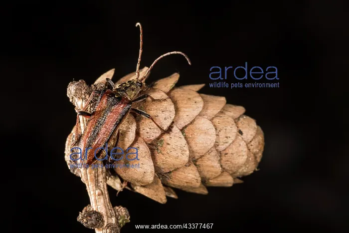 : Top view of an adult female of long horn beetle : Top view of an adult female of long horn beetle