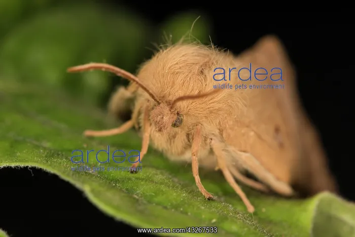: Front view of an adult female of Oak Eggar (Lasiocampa : Front view of an adult female of Oak Eggar (Lasiocampa
