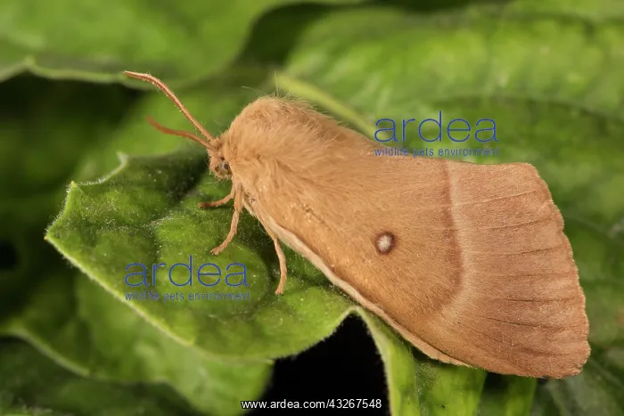 : Side view of an adult female of Oak Eggar (Lasiocampa : Side view of an adult female of Oak Eggar (Lasiocampa