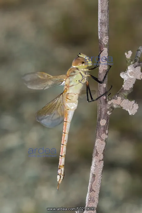 : Side view of an adult female of vagrant emperor (Anax ephippiger), Liguria, Italy : Side view of an adult female of vagrant emperor (Anax ephippiger), Liguria, Italy