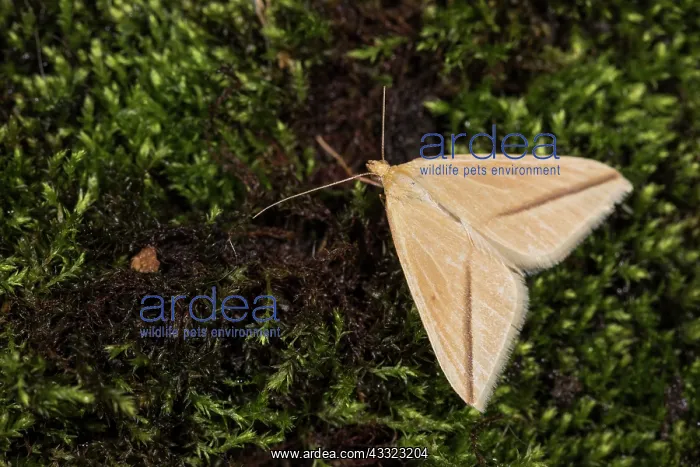 : Top view of an adult female of the Vestal, (Rhodometra : Top view of an adult female of the Vestal, (Rhodometra