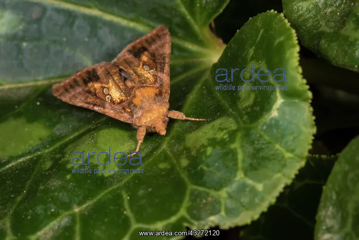 : Front view of an adult of golden twin-spot moth : Front view of an adult of golden twin-spot moth
