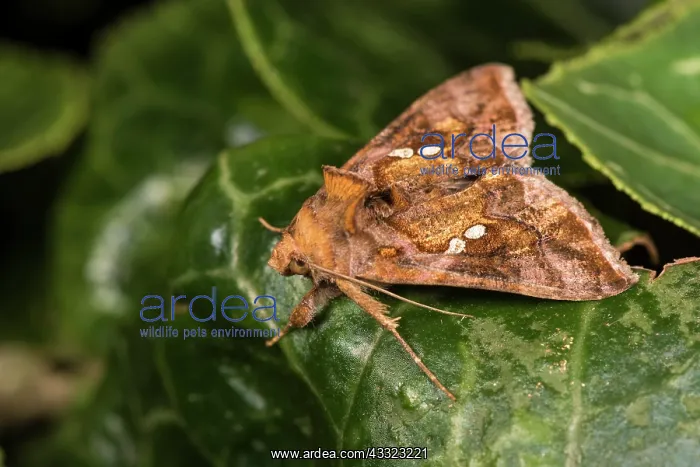 : Side view of an adult of golden twin-spot moth (Chrysodeixis : Side view of an adult of golden twin-spot moth (Chrysodeixis