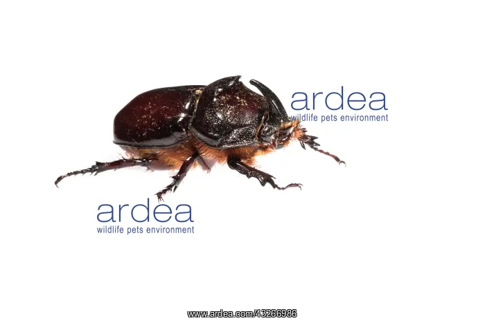 : Side view of an adult male of European rhinoceros : Side view of an adult male of European rhinoceros