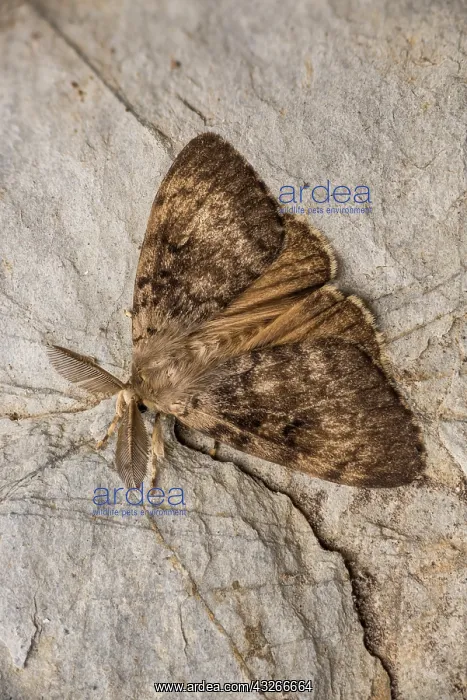 : Top view of an adult male of gypsy moth (Lymantria : Top view of an adult male of gypsy moth (Lymantria