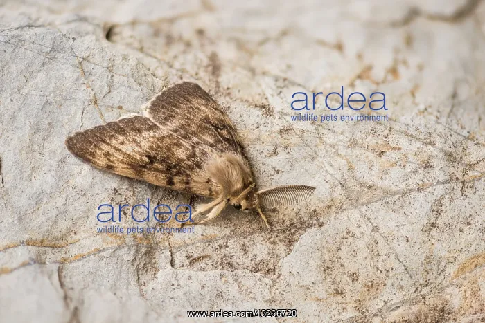 : Top view of an adult male of gypsy moth (Lymantria : Top view of an adult male of gypsy moth (Lymantria