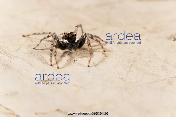 : Front view of an adult male of jumping spider (Menemerus semilimbatus), Liguria, Italy : Front view of an adult male of jumping spider (Menemerus semilimbatus), Liguria, Italy