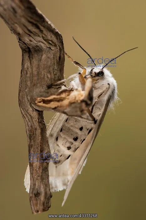 : Side view of an adult of White ermine (Spilosoma : Side view of an adult of White ermine (Spilosoma