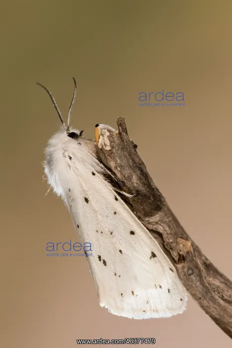: Side view of an adult of White ermine (Spilosoma : Side view of an adult of White ermine (Spilosoma