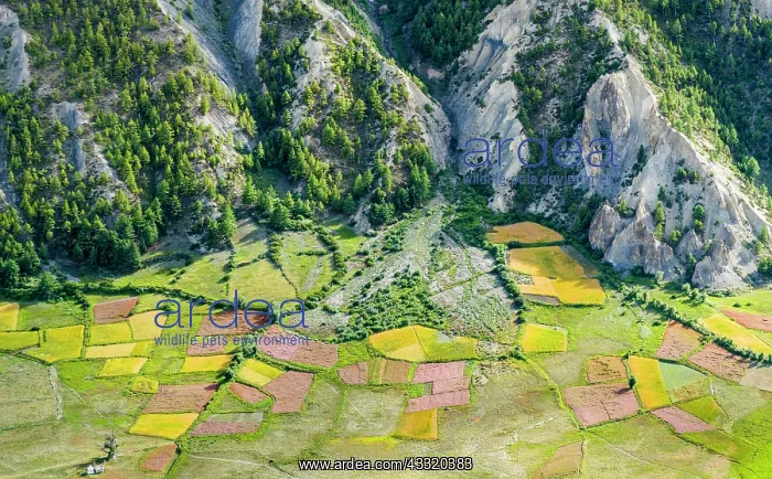 : View on agricultural landscape with colorful buckwheat : View on agricultural landscape with colorful buckwheat