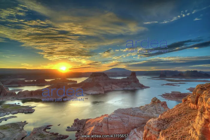 : View from Alstrom Point to Lake Powell at sunrise : View from Alstrom Point to Lake Powell at sunrise