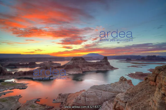: View from Alstrom Point to Lake Powell at sunrise : View from Alstrom Point to Lake Powell at sunrise