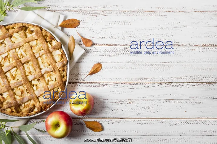 : top view apple pie thanksgiving with leaves copy : top view apple pie thanksgiving with leaves copy