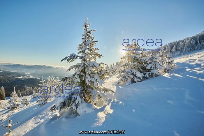 : View from Arber on hilly landscape with spruce forest : View from Arber on hilly landscape with spruce forest