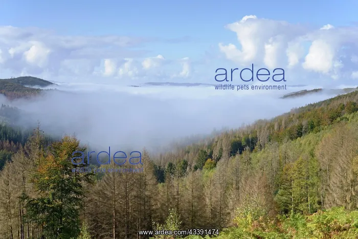 : View over autumnal mixed forest and mountain heights : View over autumnal mixed forest and mountain heights