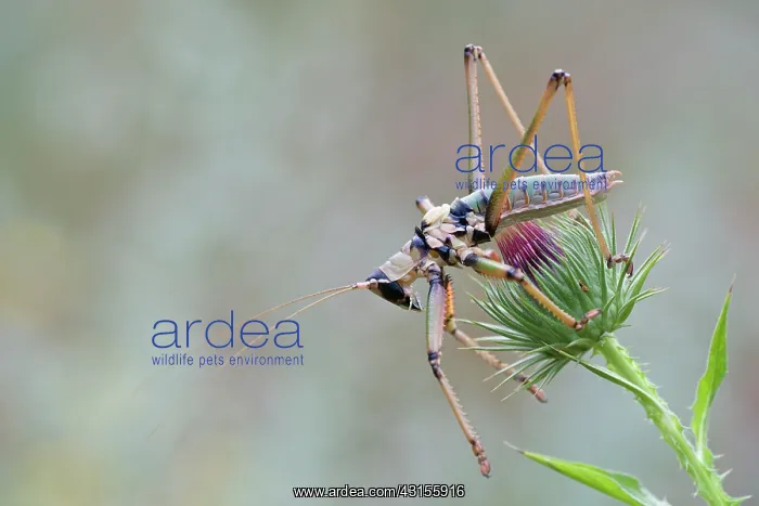 : Side view of Balkan Sawing Cricket (Saga natoliae) : Side view of Balkan Sawing Cricket (Saga natoliae)