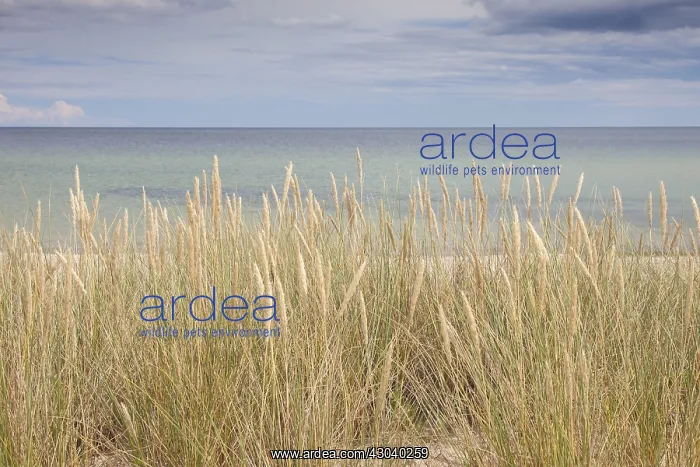 : View at the Baltic sea near Havaeng - Skane, Sweden : View at the Baltic sea near Havaeng - Skane, Sweden