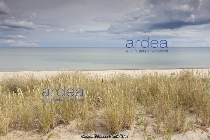 : View at the Baltic sea near Havaeng - Skane, Sweden : View at the Baltic sea near Havaeng - Skane, Sweden