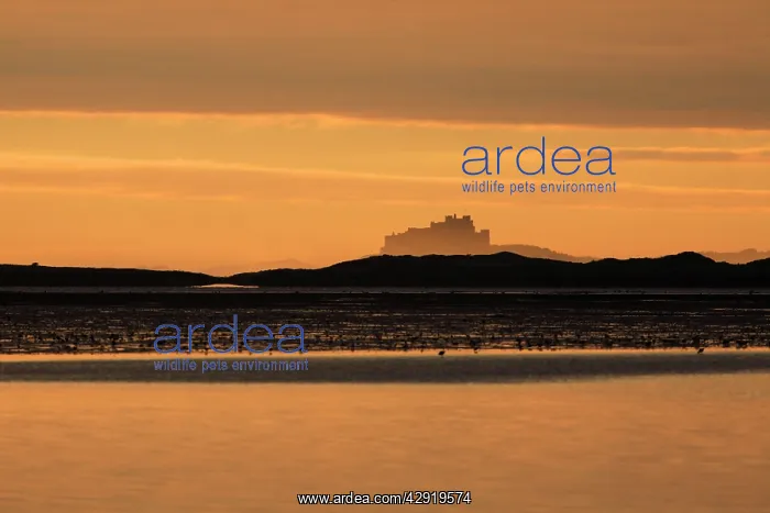 : View of Bamburgh Castle - from Holy Island causeway at dawn : View of Bamburgh Castle - from Holy Island causeway at dawn