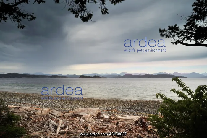 : View from a beach with driftwood to the mainland of British : View from a beach with driftwood to the mainland of British