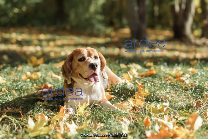 : front view beagle dog lying grass with sticking out tongue : front view beagle dog lying grass with sticking out tongue