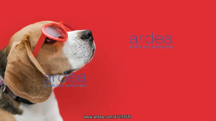 : front view beautiful dog with copy space : front view beautiful dog with copy space