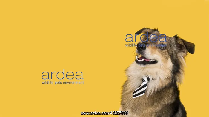 : front view beautiful dog with copy space. Resolution : front view beautiful dog with copy space. Resolution