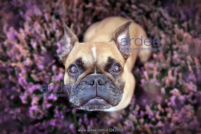  : Top view of beautiful small brown French Bulldog