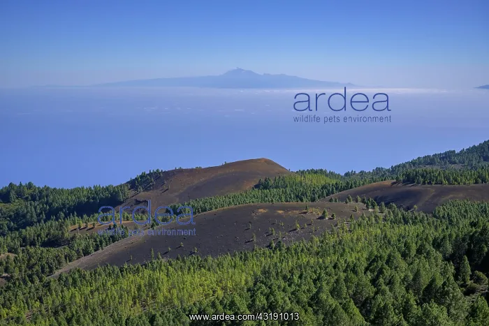 : View from Birigoyo Volcano to Teide, El Paso, La : View from Birigoyo Volcano to Teide, El Paso, La