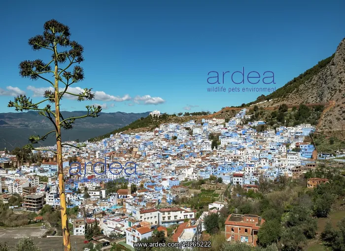 : View on blue houses of the medina of Chefchaouen : View on blue houses of the medina of Chefchaouen