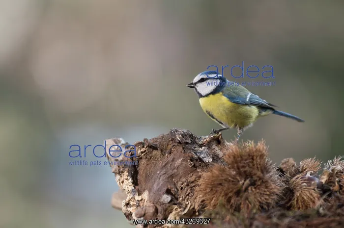 : Side view of Blue tit, (Cyanistes caeruleus) resting : Side view of Blue tit, (Cyanistes caeruleus) resting