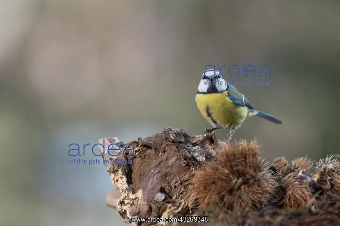 : Front view of Blue tit, (Cyanistes caeruleus) resting : Front view of Blue tit, (Cyanistes caeruleus) resting