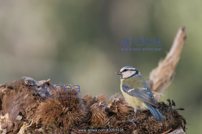 : Back view of Blue tit, (Cyanistes caeruleus) searching : Back view of Blue tit, (Cyanistes caeruleus) searching