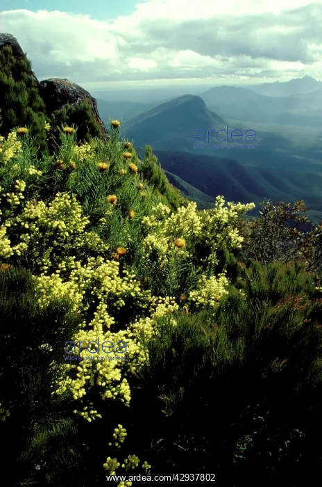 : View from Bluff Knoll, with Showy dryandra (Dryandra : View from Bluff Knoll, with Showy dryandra (Dryandra