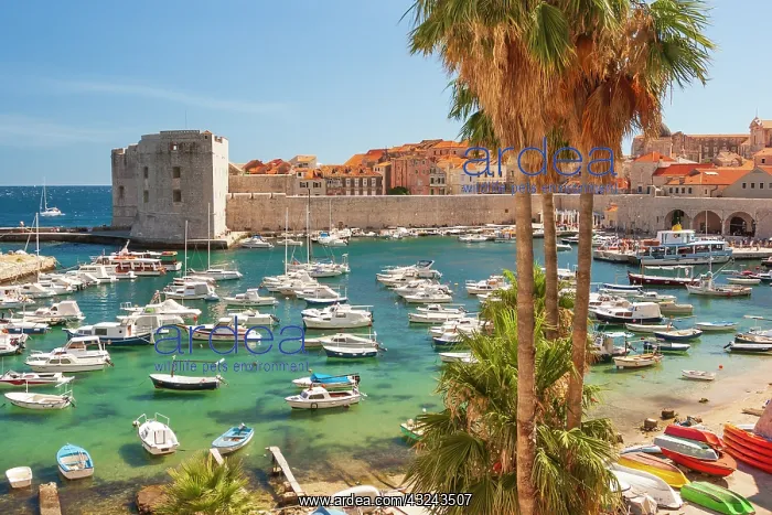 : View of boats in Old Port, Dalmatian Coast, Adriatic : View of boats in Old Port, Dalmatian Coast, Adriatic