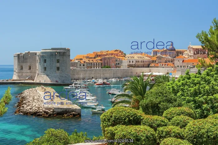 : View of boats in Old Port, Dubrovnik, Dalmatian : View of boats in Old Port, Dubrovnik, Dalmatian