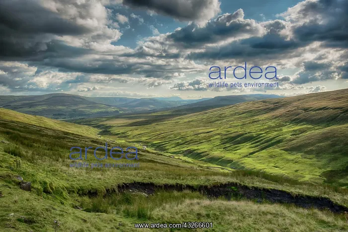 : View of bog habitat, at Simonstone, Hawes, Wensleydale : View of bog habitat, at Simonstone, Hawes, Wensleydale