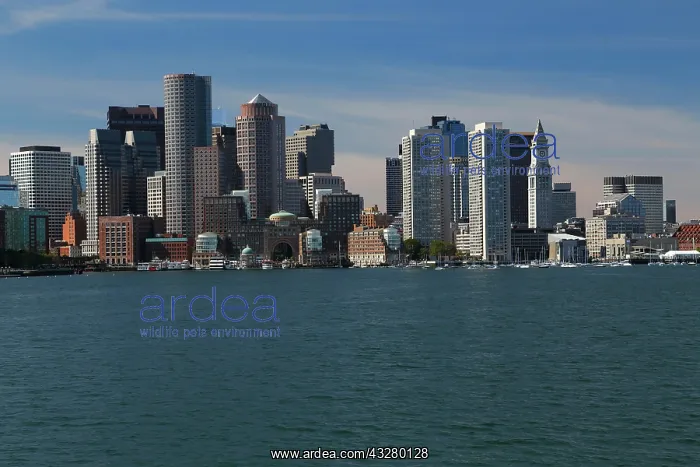 : View from Boston Harbour on City Skyline, Boston : View from Boston Harbour on City Skyline, Boston